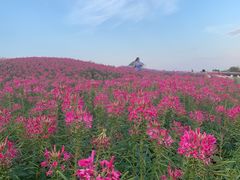 -径山花海
