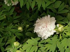 -洛阳市隋唐城遗址植物园