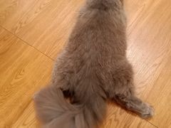 -李小姐の猫咖啡馆(五角场店)
