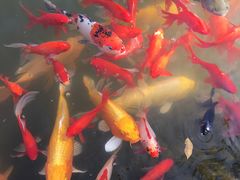 -成飞公园