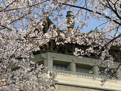 -武汉大学-樱园