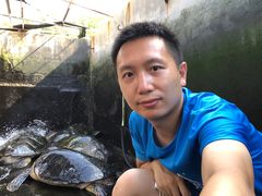 -广东惠东海龟国家级自然保护区