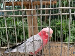 -南宫五洲植物乐园