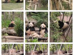 -成都大熊猫繁育研究基地