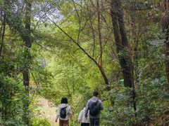 -铁山坪森林公园