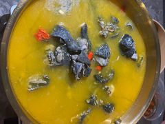 -Darling Queen·Mini·Live·House