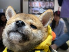 -逗柴咖啡屋·狗咖猫咖宠物桌游