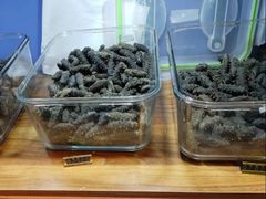 -棒棰岛辽参(长宁旗舰店)