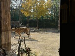 -上海野生动物园老虎餐厅