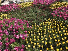 -上海鲜花港
