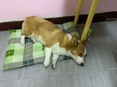 -宠福鑫康馨动物医院·骨科·眼科