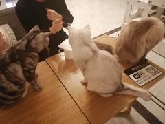 -有猫儿腻咖啡厅.猫咖