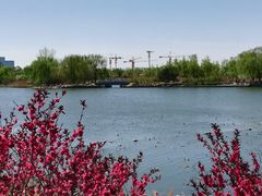 -大兴滨河森林公园