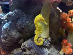 -暹罗海洋世界