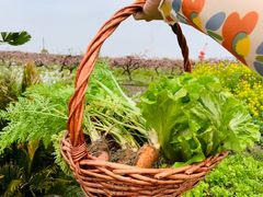 -樂桃源奉贤黄桃种植采摘基地