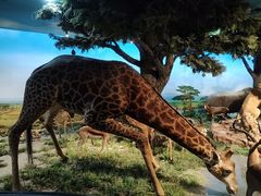 -国家自然博物馆