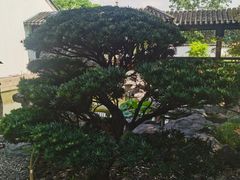 -枫桥夜泊