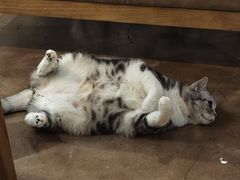 -咖法森林·咖啡  酒吧(天河店)