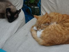 大堂-Sirena海妖日咖夜酒