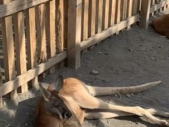 -新疆天山野生动物园