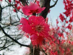 -梅花山(明孝陵内)