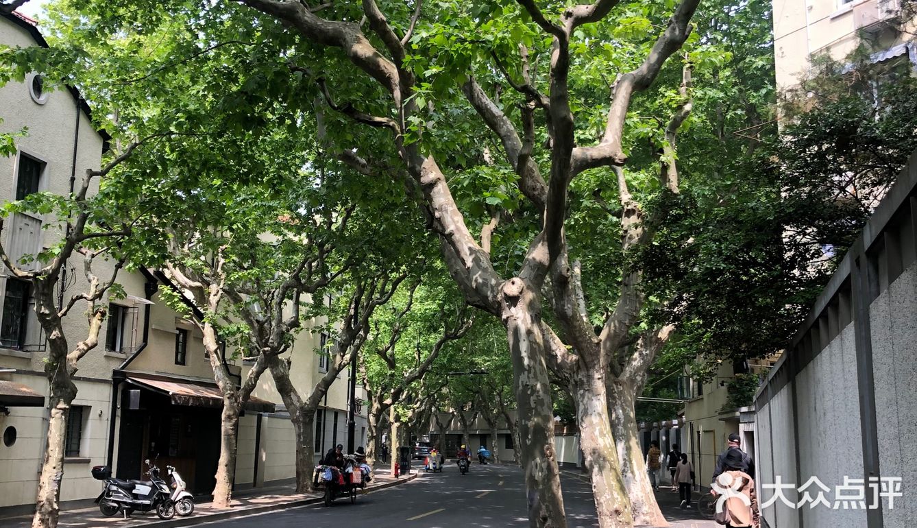 上海的街道适合和恋人晴天手拉手走在梧桐树下
