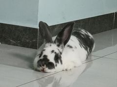 -北京观赏动物医院·24小时大型综合·猫专科·异宠专科