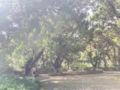 -叶家花园