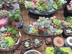 -秦美花卉(天朗·莱茵小城2期店)