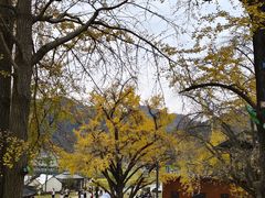 -千年银杏谷文化旅游区