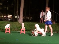 iphone_upload_pic-渔家火锅·海鲜自助餐·演艺(亚龙湾天域酒店)