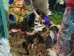 -太平洋海底世界