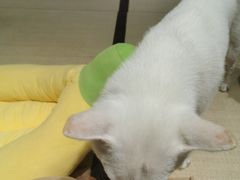 -逗柴咖啡屋·狗咖猫咖宠物桌游