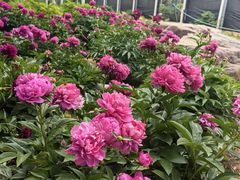 -洛阳市隋唐城遗址植物园