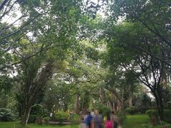 -瑞丽独树成林风景区