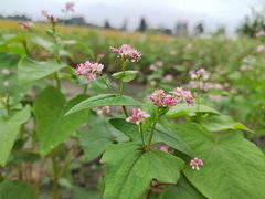 -中国天府农业博览园