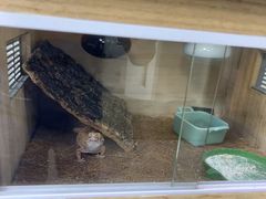 -东莞宠友24H宠物中心医院·转诊夜诊·异宠(新河北路院)