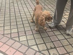 -安安宠医宠物医院·异宠·犬猫内科(岳阳分院)
