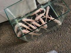 -循礼门鲜花花市(武汉循礼门店)