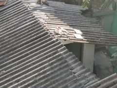 -猫咪博物馆(顶澳仔猫街店)