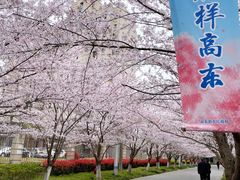 -高东镇樱花园