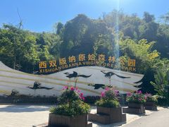 -西双版纳原始森林公园