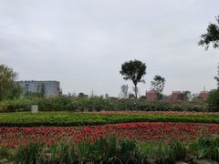 -天府芙蓉园