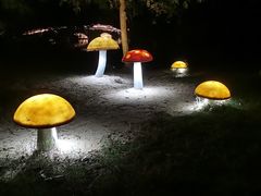 -瑶湖郊野森林公园