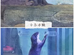 -海合安天津极地海洋公园