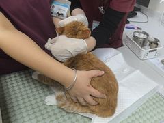 -美联众合动物医院·24h京西诊疗中心