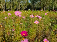 -野鸭湖国家湿地公园