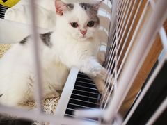 -柴迷FANS CLUB·柴犬狗咖·猫咖