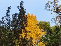 -秋霞圃