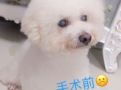 -瑞鹏宠物医院华南总院·夜诊·心脏科·骨科